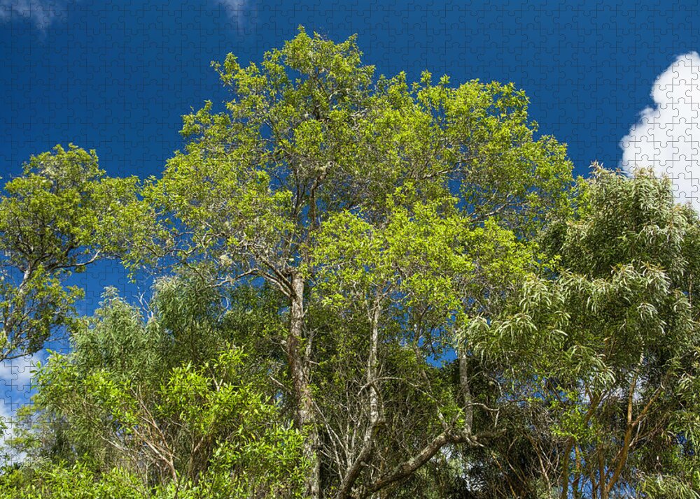 Hawaiian Sandalwood Tree