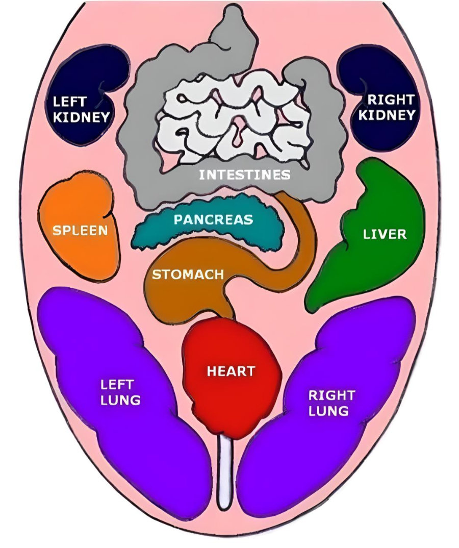 Naturopathic tongue diagnosis