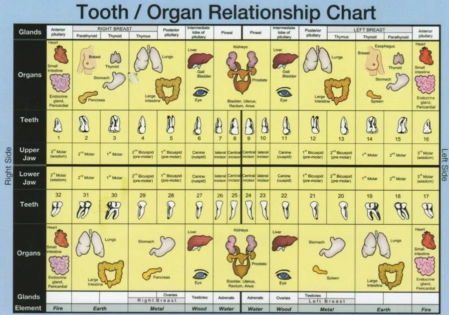 A naturopathic technique to measure organ health