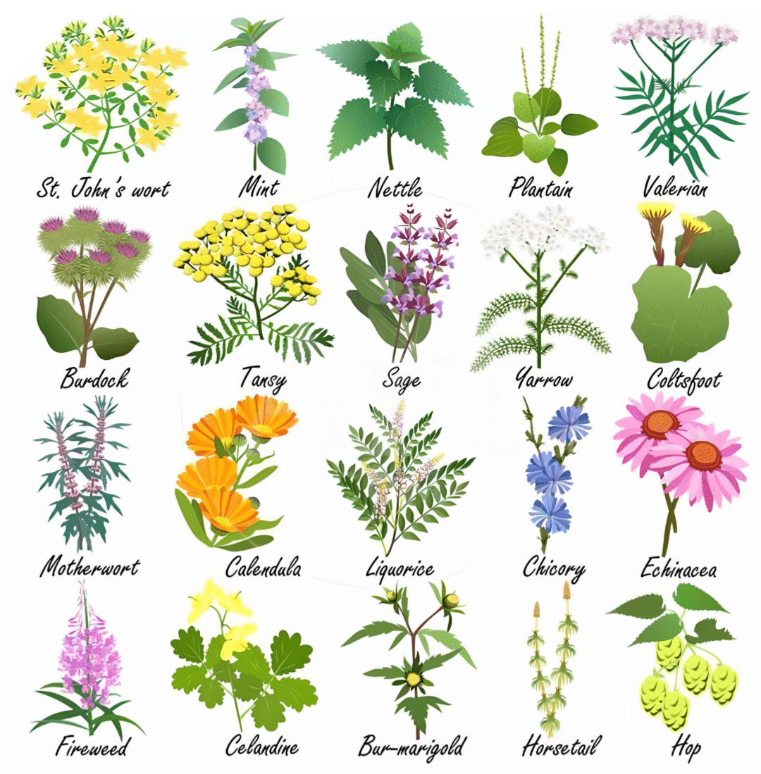 Montana botanical therapy practice